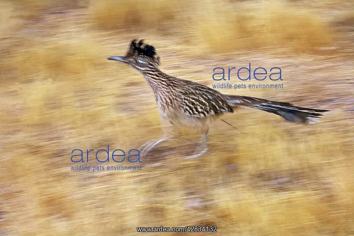 : Greater Roadrunner - Running : Greater Roadrunner - Running