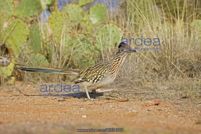 : Greater Roadrunner Running : Greater Roadrunner Running