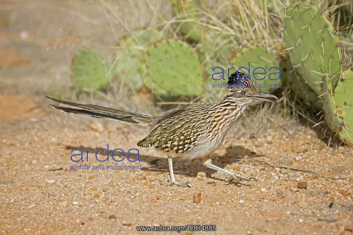 : Greater Roadrunner - running : Greater Roadrunner - running