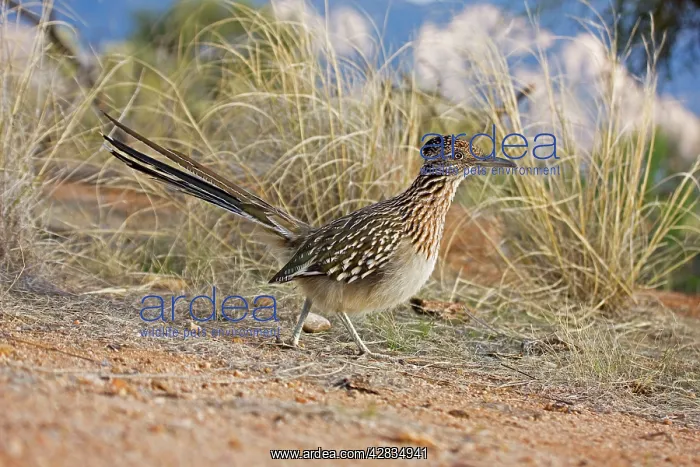 : Greater Roadrunner - running : Greater Roadrunner - running