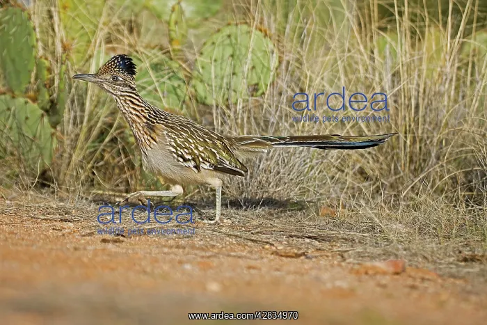 : Greater Roadrunner - running : Greater Roadrunner - running