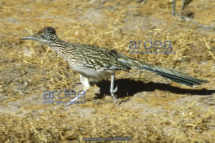 : Greater Roadrunner running : Greater Roadrunner running