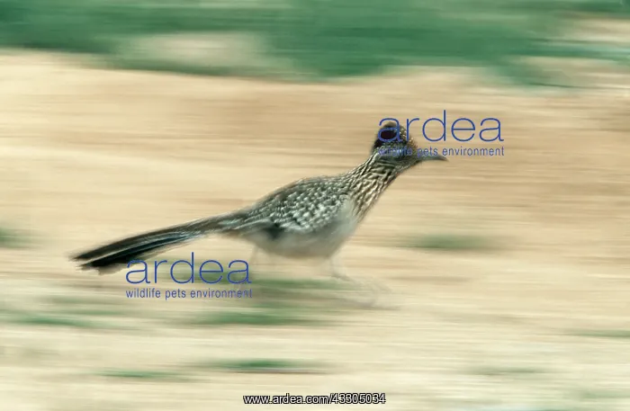 : GREATER ROADRUNNER - running : GREATER ROADRUNNER - running