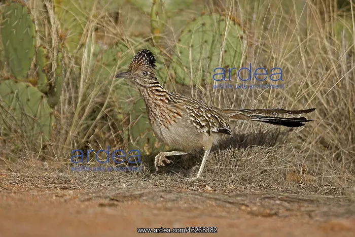 : Greater Roadrunner Running (Geococcyx californianus) : Greater Roadrunner Running (Geococcyx californianus)
