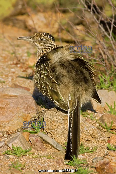 : Greater Roadrunner - sunbathing : Greater Roadrunner - sunbathing