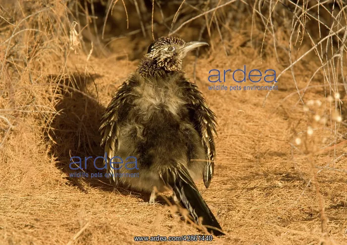 : Greater Roadrunner - sunbathing in winter sunshine : Greater Roadrunner - sunbathing in winter sunshine