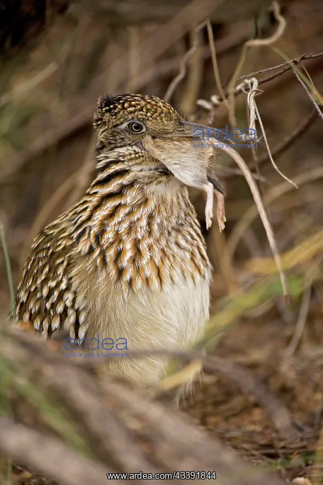 : Greater Roadrunner - Swallowing a rodent : Greater Roadrunner - Swallowing a rodent