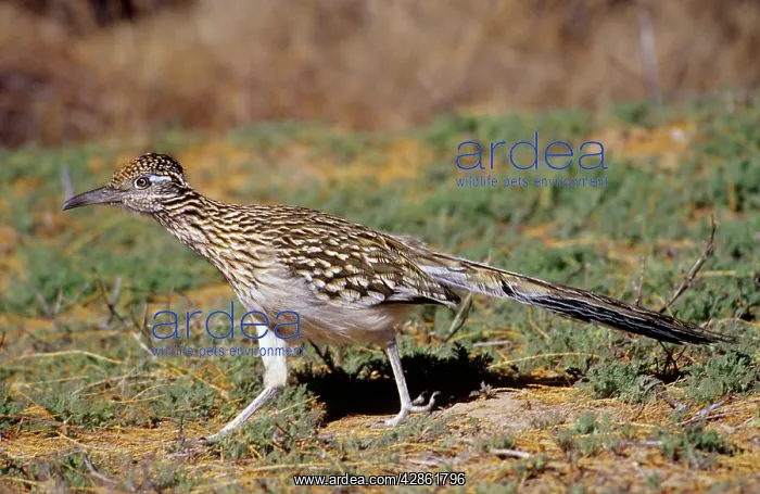 : Greater ROADRUNNER - side view : Greater ROADRUNNER - side view