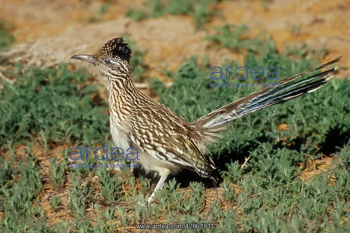 : Greater ROADRUNNER - side view : Greater ROADRUNNER - side view