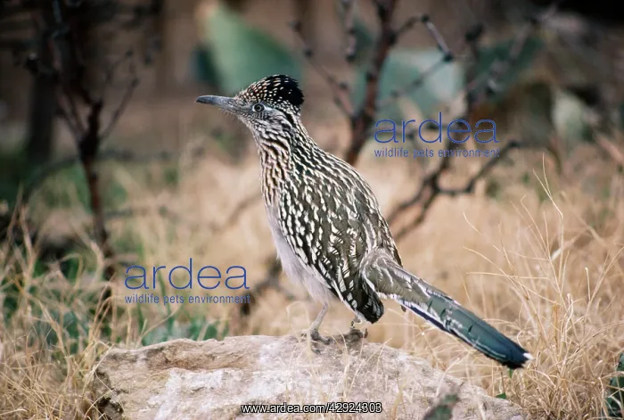 : Greater ROADRUNNER - side view, on rock : Greater ROADRUNNER - side view, on rock