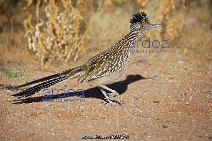 : Greater Roadrunner - Walking : Greater Roadrunner - Walking