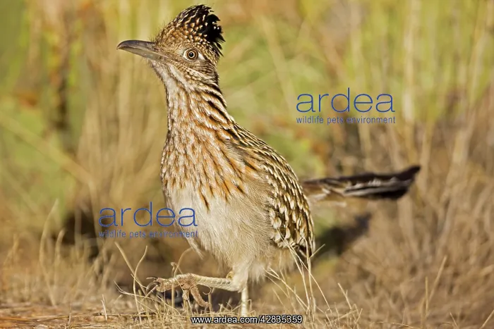  : Greater Roadrunner - walking