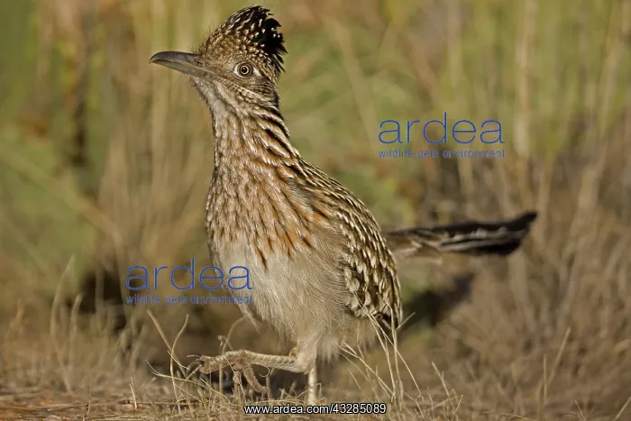 : Greater Roadrunner Walking in Sonoran Desert (Geococcyx cali : Greater Roadrunner Walking in Sonoran Desert (Geococcyx cali