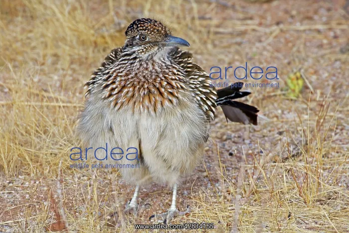 : Greater Roadrunner - Warming itself by erecting : Greater Roadrunner - Warming itself by erecting