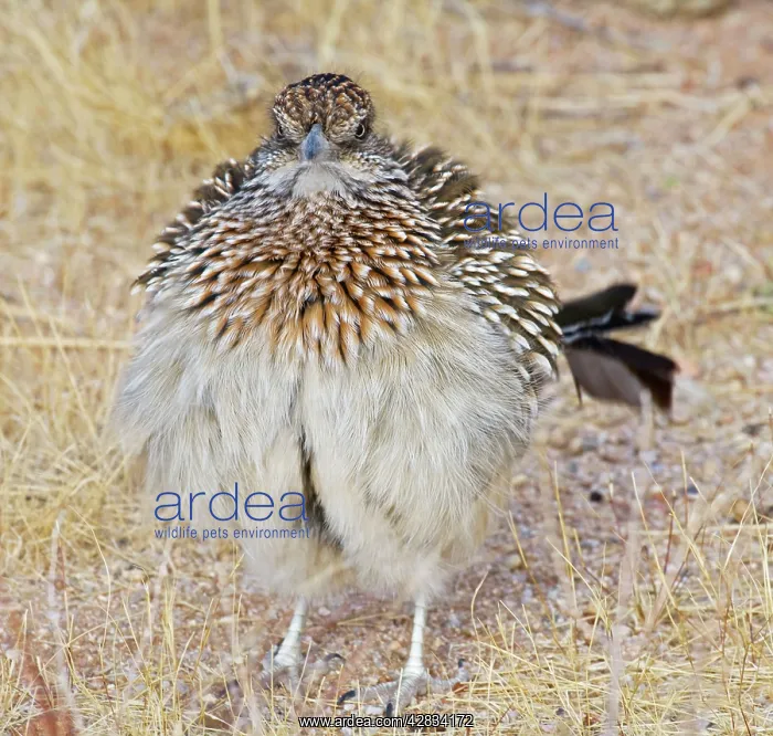 : Greater Roadrunner - warming itself by erecting : Greater Roadrunner - warming itself by erecting