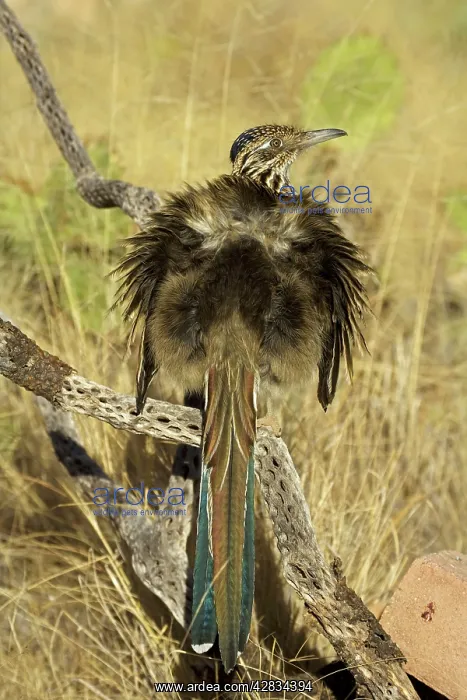 : Greater Roadrunner - Warming itself by erecting : Greater Roadrunner - Warming itself by erecting