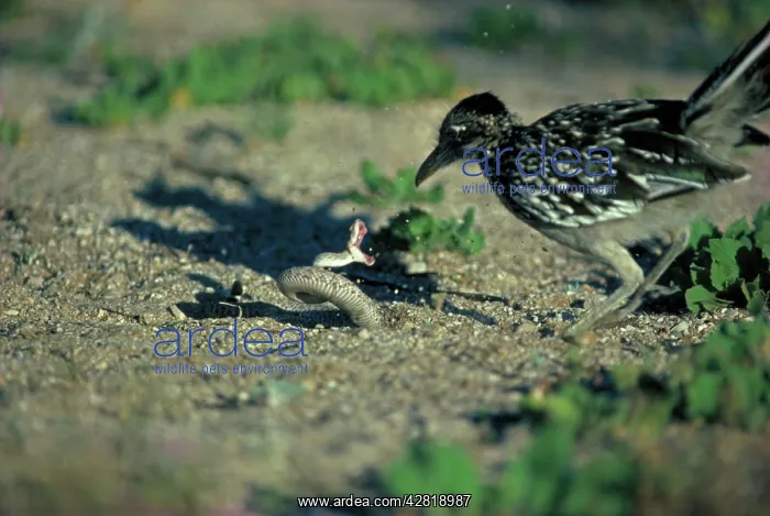  : Greater Roadrunner with Western Diamondback Rattlesnake