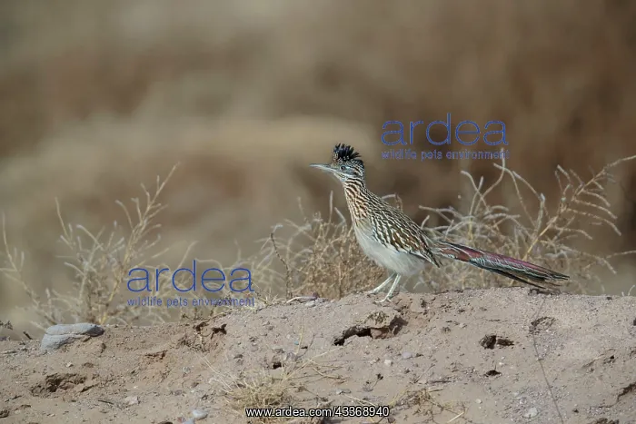 : Greater Roadrunner - winter : Greater Roadrunner - winter