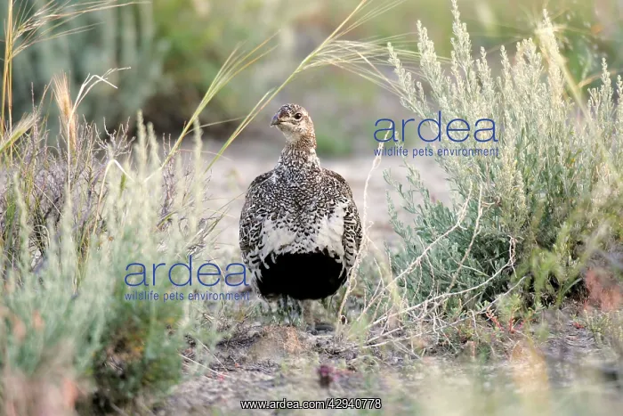 : Greater Sage Grouse : Greater Sage Grouse