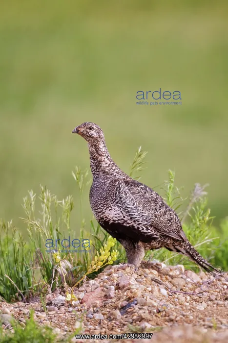 : Greater Sage Grouse : Greater Sage Grouse
