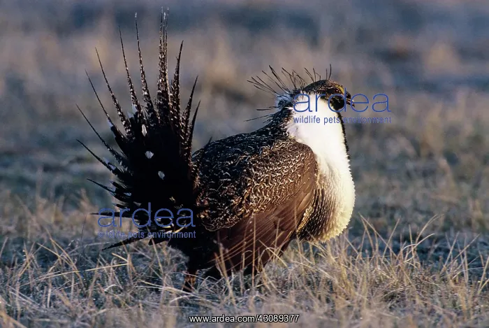 : Greater Sage Grouse : Greater Sage Grouse