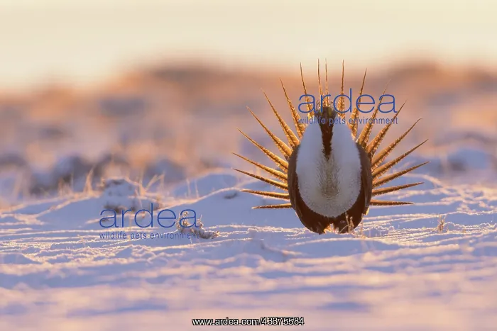 : Greater sage-grouse, courtship display : Greater sage-grouse, courtship display