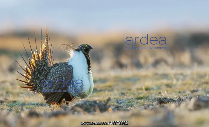 : Greater sage grouse male performing courtship dance on lek : Greater sage grouse male performing courtship dance on lek