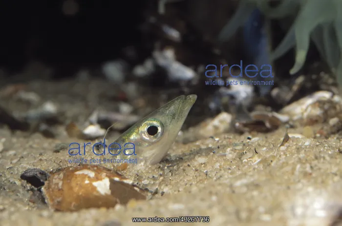 : Greater Sand Eel (Hyperoplus lanceolatus) peeri : Greater Sand Eel (Hyperoplus lanceolatus) peeri