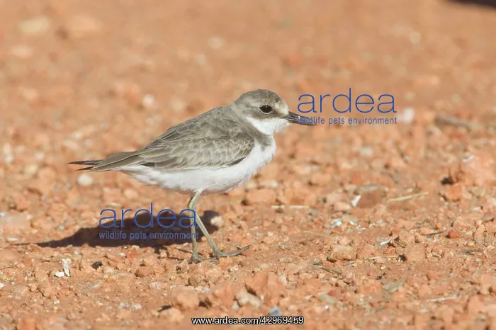 : Greater Sand Plover : Greater Sand Plover
