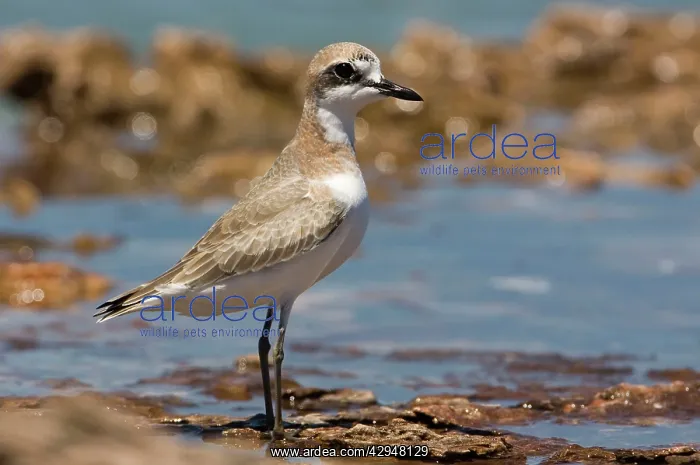 : Greater Sand Plover / Greater Sandplover / Large : Greater Sand Plover / Greater Sandplover / Large
