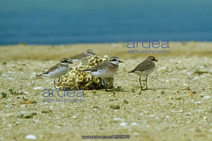 : Greater Sand Plover - winter : Greater Sand Plover - winter