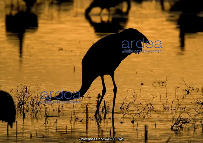 : Greater Sandhill Crane : Greater Sandhill Crane