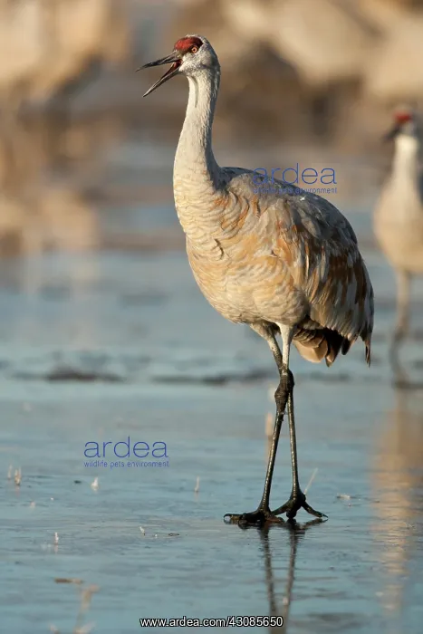 : Greater Sandhill Crane : Greater Sandhill Crane