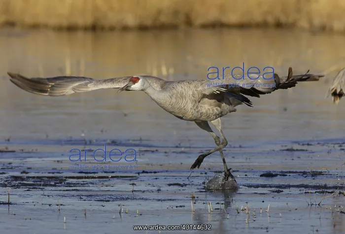 : Greater Sandhill Crane : Greater Sandhill Crane