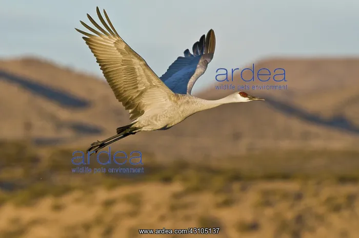 : Greater Sandhill Crane in Flight : Greater Sandhill Crane in Flight
