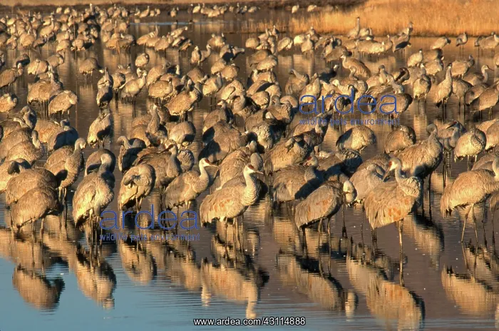 : Greater Sandhill Crane flock in roost pond : Greater Sandhill Crane flock in roost pond
