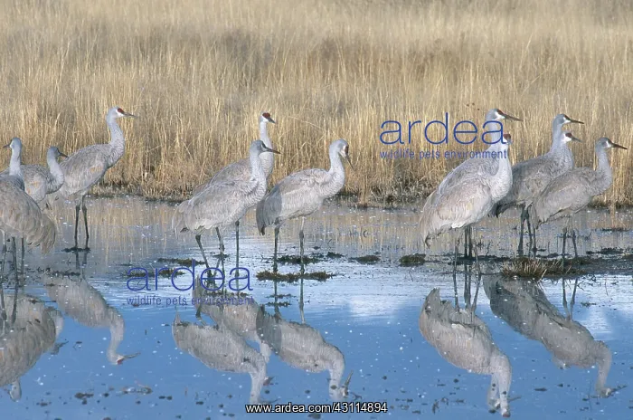 : Greater Sandhill Crane flock in roost pond : Greater Sandhill Crane flock in roost pond