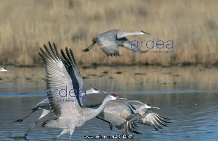 : Greater Sandhill Crane flock in roost pond : Greater Sandhill Crane flock in roost pond