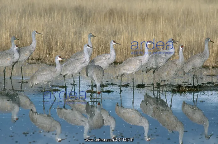  : Greater Sandhill Crane flock in roost pond