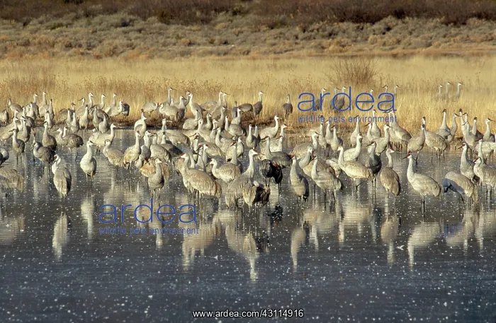 : Greater Sandhill Crane flock in roost pond : Greater Sandhill Crane flock in roost pond