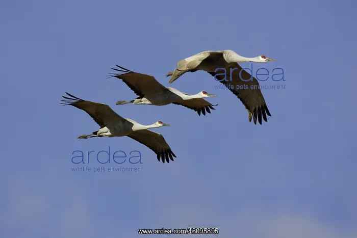 : Greater Sandhill Cranes : Greater Sandhill Cranes