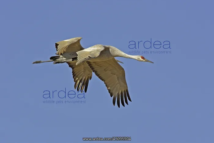 : Greater Sandhill Cranes : Greater Sandhill Cranes