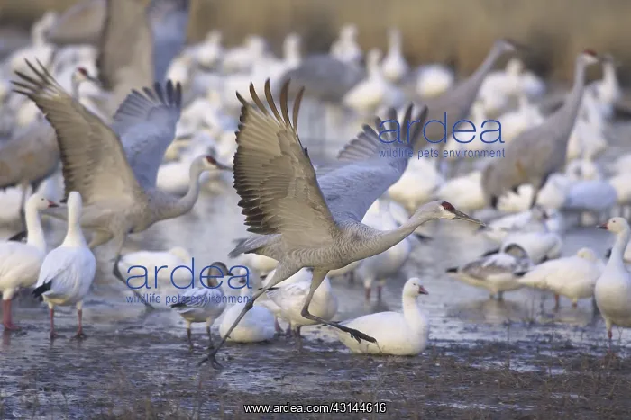 : Greater Sandhill Cranes : Greater Sandhill Cranes