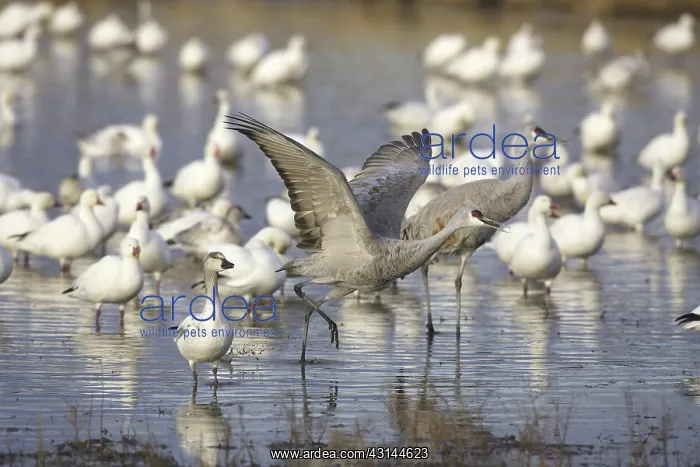 : Greater Sandhill Cranes : Greater Sandhill Cranes