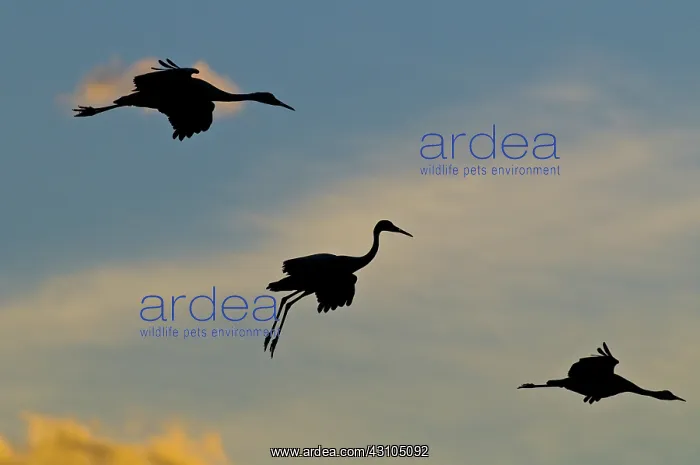 : Greater Sandhill Cranes in Flight : Greater Sandhill Cranes in Flight