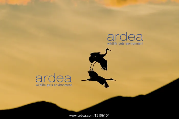 : Greater Sandhill Cranes in Flight : Greater Sandhill Cranes in Flight