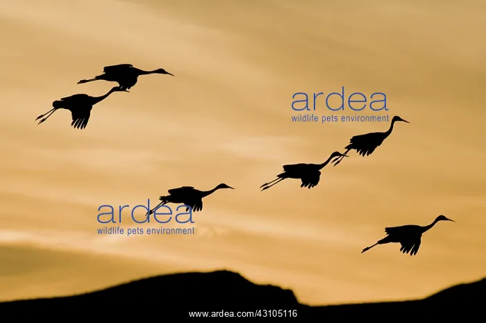 : Greater Sandhill Cranes in Flight : Greater Sandhill Cranes in Flight