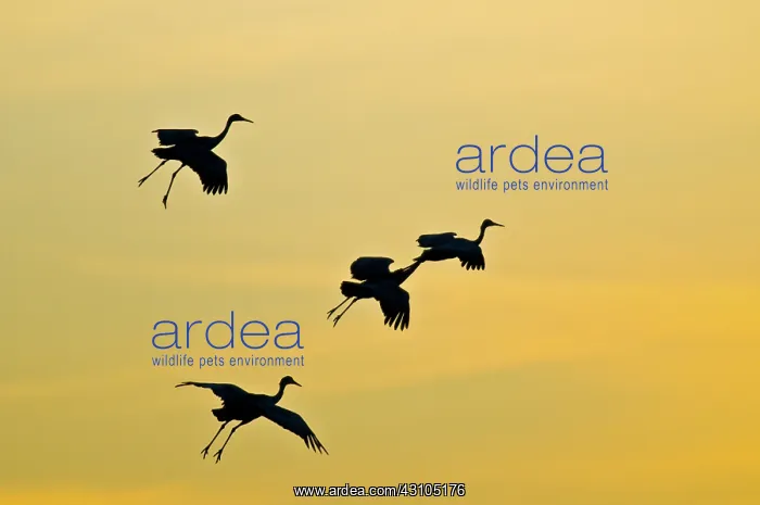: Greater Sandhill Cranes in Flight : Greater Sandhill Cranes in Flight
