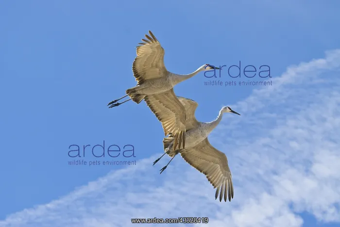 : Greater Sandhill Cranes in Flight : Greater Sandhill Cranes in Flight