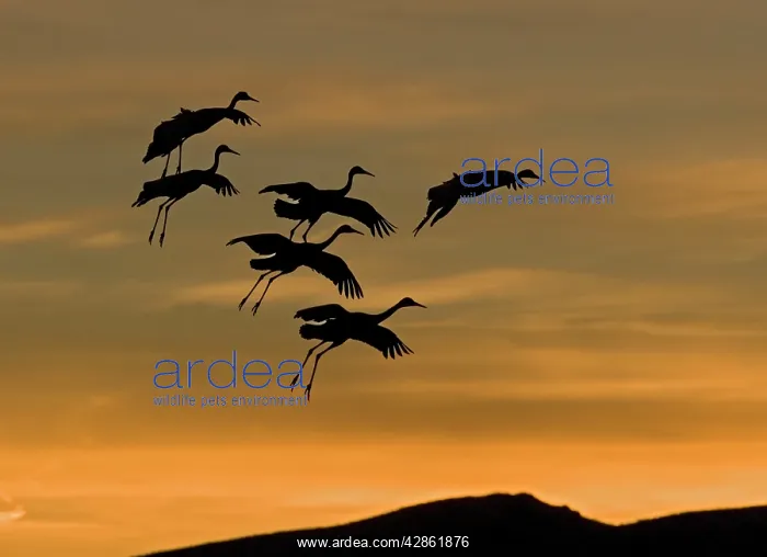 : Greater Sandhill Cranes - in flight, coming into : Greater Sandhill Cranes - in flight, coming into